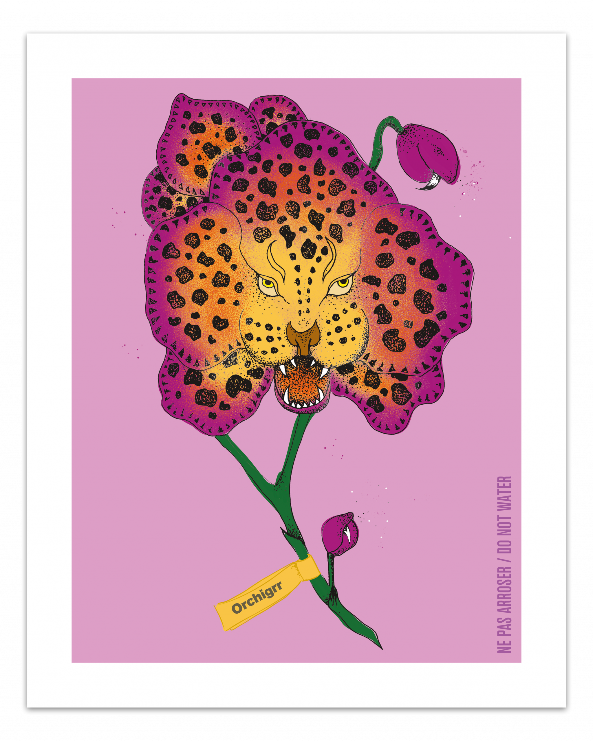 Orchigrr